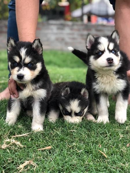 Siberian Husky puppy 1