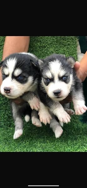 Siberian Husky puppy 2