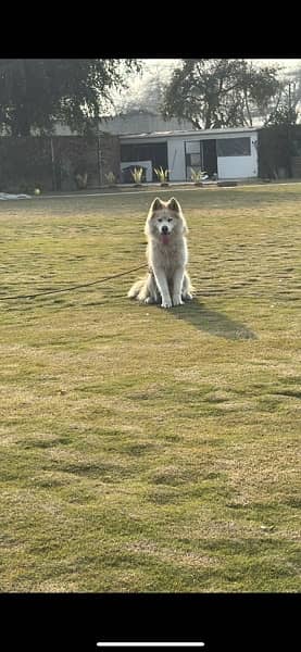 Siberian Husky puppy 4