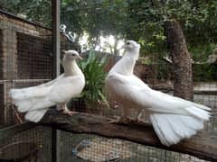 white laka pair sherazi pair