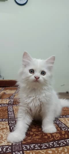 percian white kitten