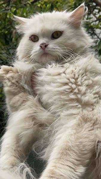 White Persian female cat 3