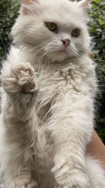 White Persian female cat 4