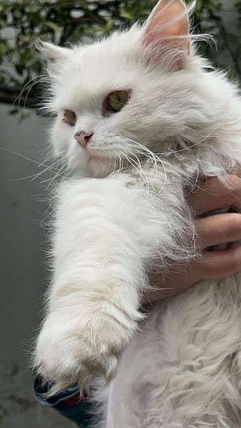 White Persian female cat 5