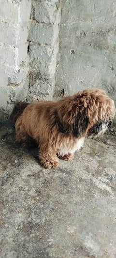 Shihtzu