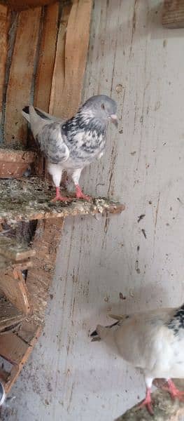 all type of pigeons available 9