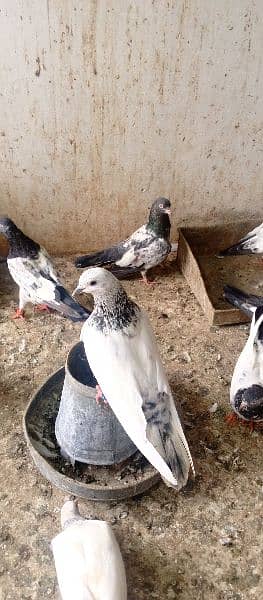 all type of pigeons available 11