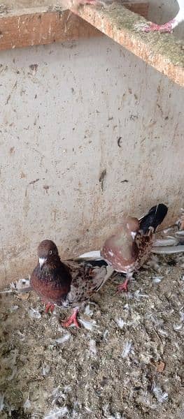 all type of pigeons available 12