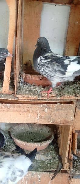 all type of pigeons available 14