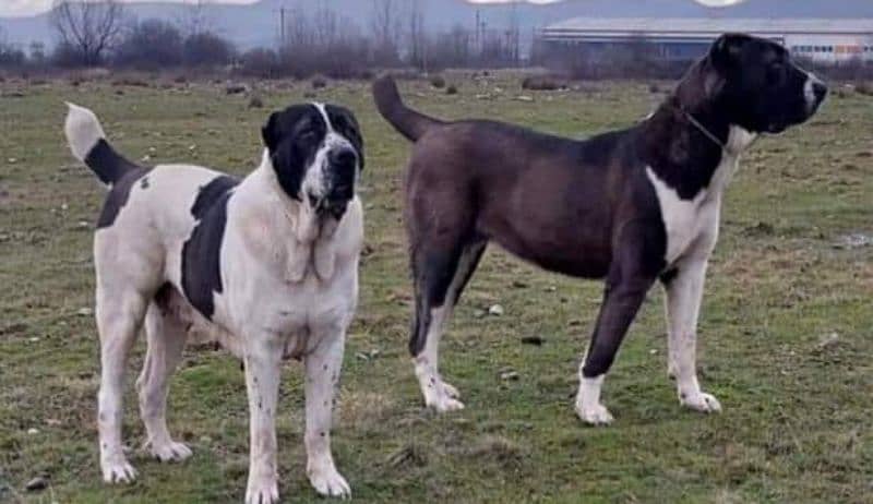 Alabai dog | King Alabai pair | security dog for sale | Alabai Breed 1