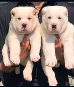 Alabai dog | King Alabai pair | security dog for sale | Alabai Breed