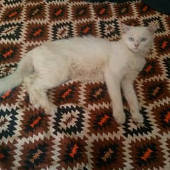 Female cat available for sale