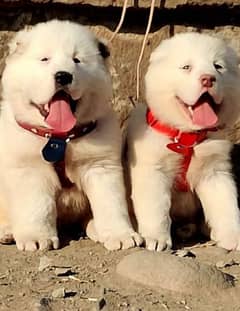 Alabai dog | King Alabai pair | security dog for sale | Alabai Breed