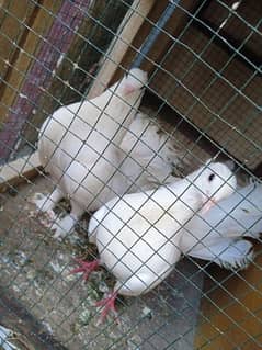 Fancy Pigeon (All are breader) 8 Pigeons.