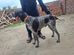 English pointer 0