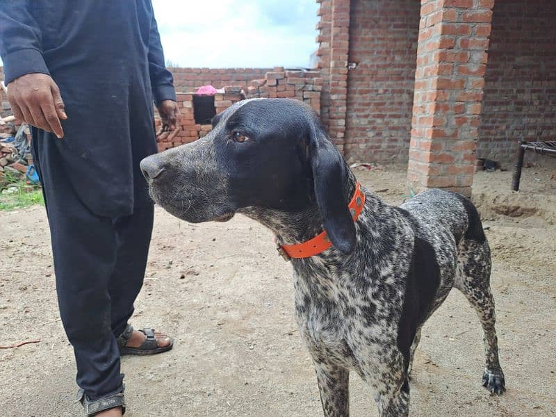 English pointer 1