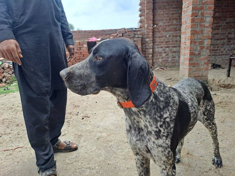 English pointer 2