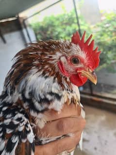 porcelain cochin bantam