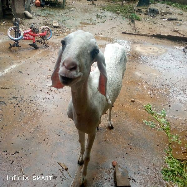 goat rajanpuri 0