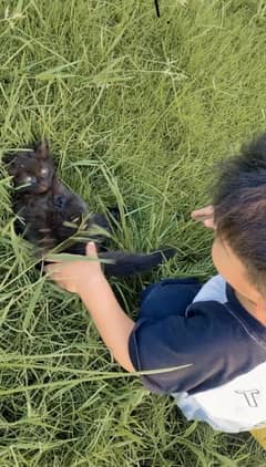 Black male persian kitten