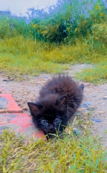 Black male persian kitten 2