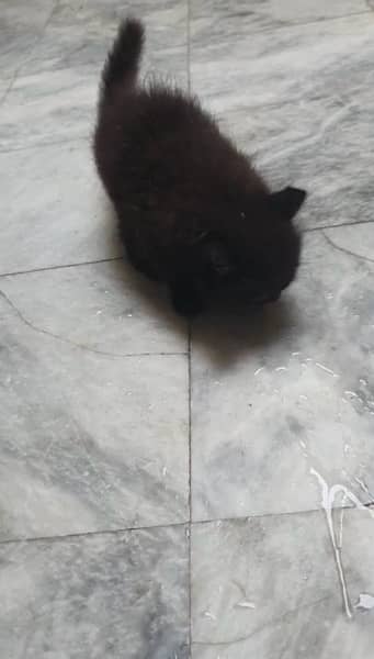 Black male persian kitten 3