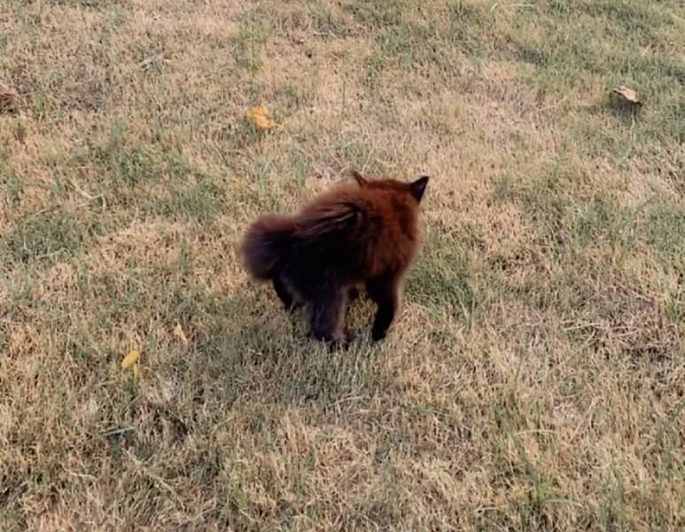 Black male persian kitten 4