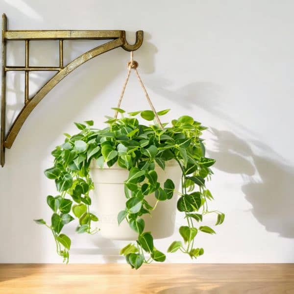 Plant hanging bracket ànd stand 3