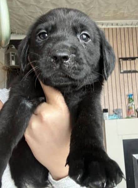 Labrador black Puppy for sale 4