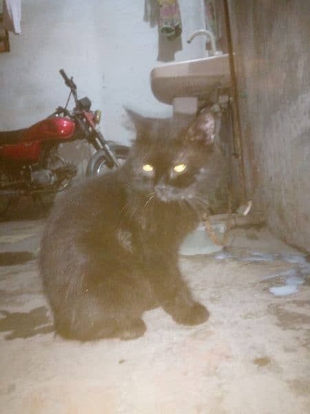 black Cat 4