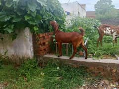 Beautiful goat for sale 0