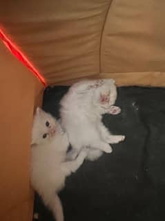 Baby Kittens for sale