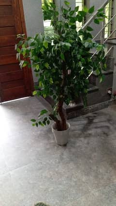 Beautiful artificial plant for office and home