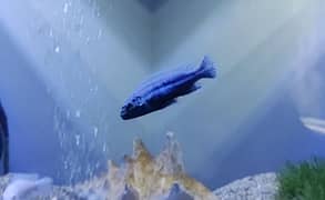 chichlids fish