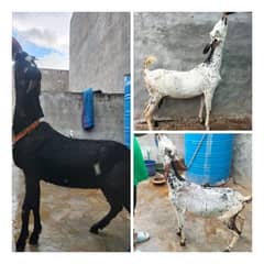 Goat / Bakri / Ghaban  / بکری / Healthy Goats / Desi / Tedi / Black