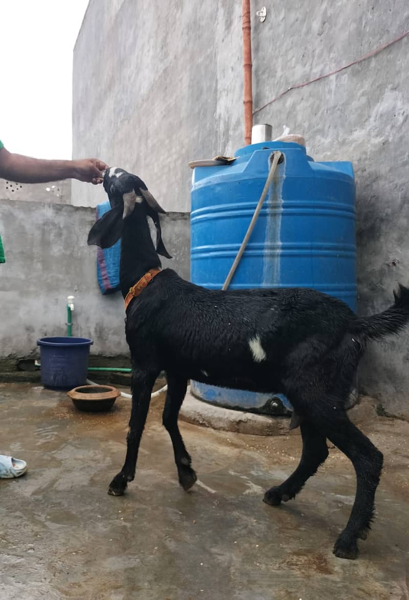 Goat / Bakri / Ghaban  / بکری / Healthy Goats / Desi / Tedi / Black 1