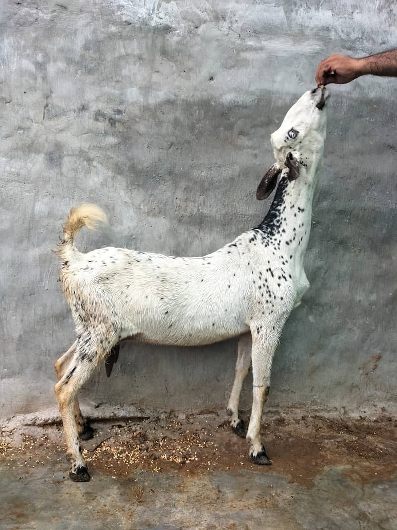 Goat / Bakri / Ghaban  / بکری / Healthy Goats / Desi / Tedi / Black 2