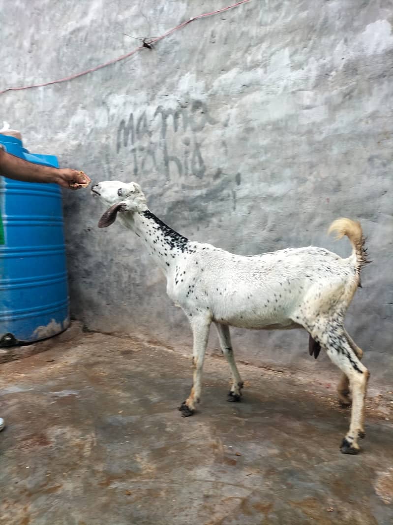 Goat / Bakri / Ghaban  / بکری / Healthy Goats / Desi / Tedi / Black 3