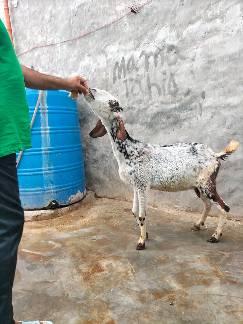 Goat / Bakri / Ghaban  / بکری / Healthy Goats / Desi / Tedi / Black 4