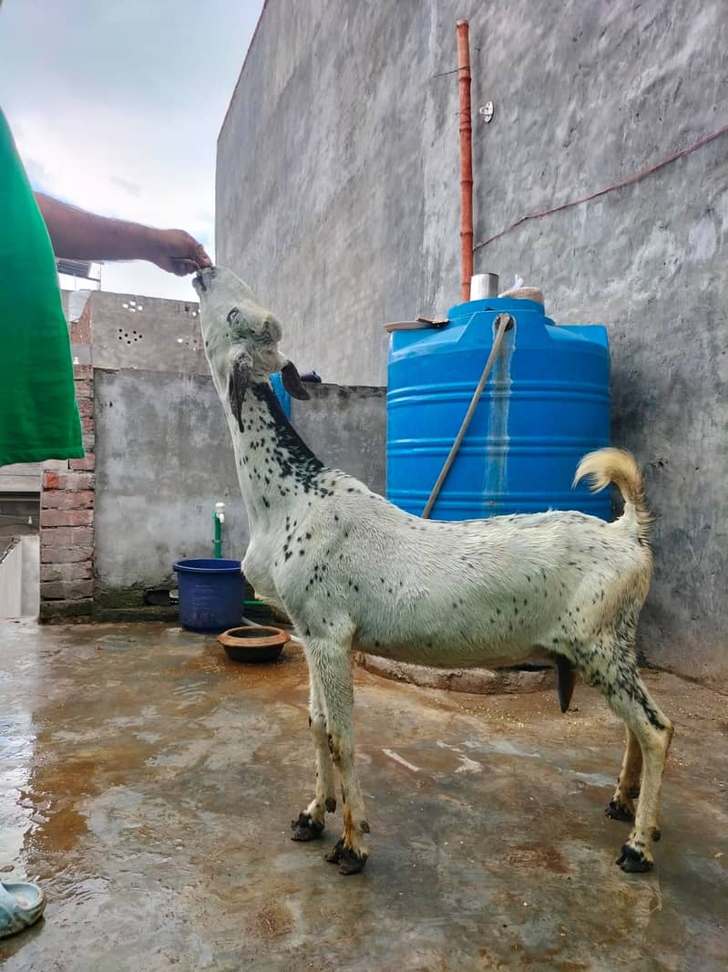 Goat / Bakri / Ghaban  / بکری / Healthy Goats / Desi / Tedi / Black 5