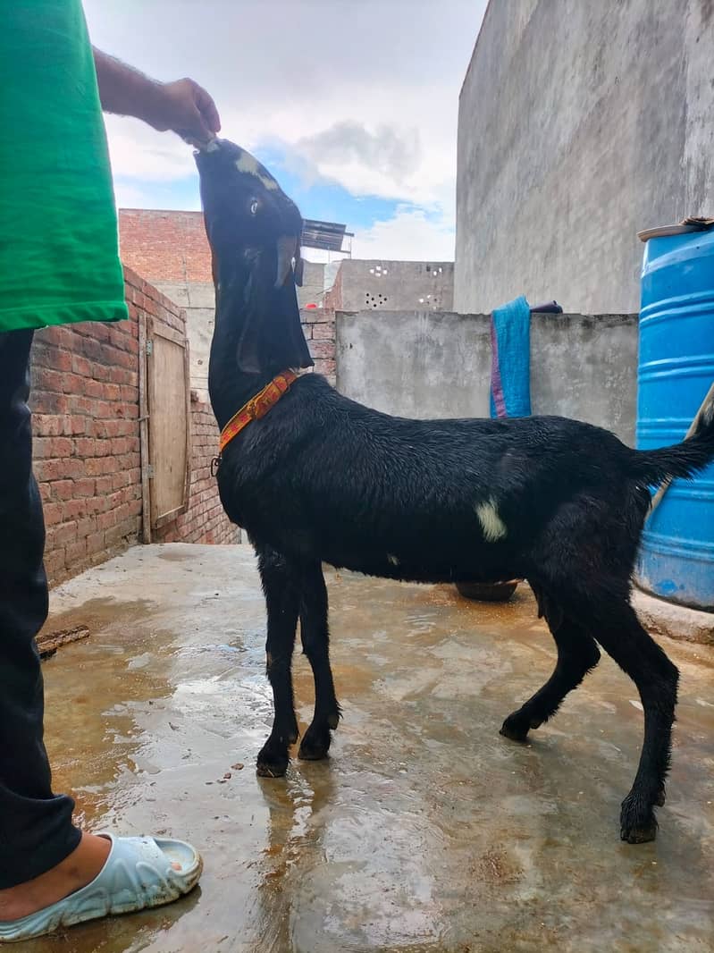 Goat / Bakri / Ghaban  / بکری / Healthy Goats / Desi / Tedi / Black 6