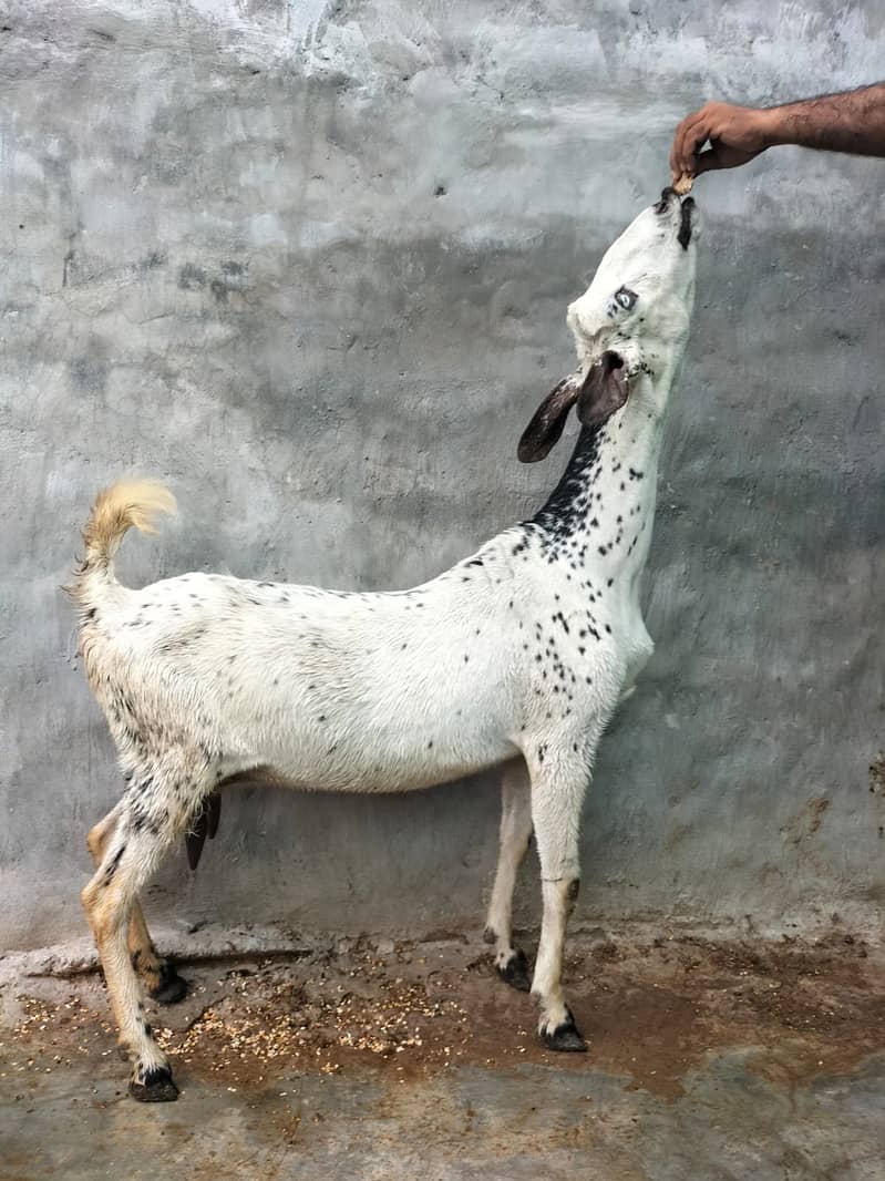 Goat / Bakri / Ghaban  / بکری / Healthy Goats / Desi / Tedi / Black 8