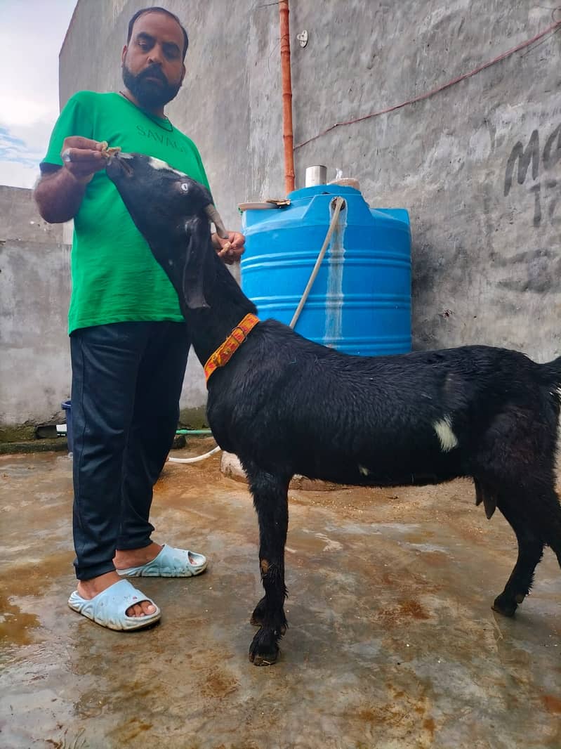 Goat / Bakri / Ghaban  / بکری / Healthy Goats / Desi / Tedi / Black 10