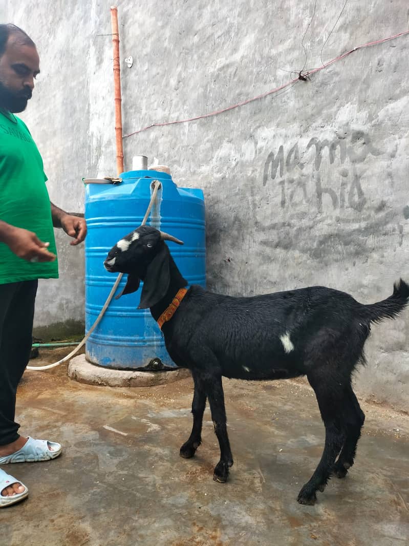 Goat / Bakri / Ghaban  / بکری / Healthy Goats / Desi / Tedi / Black 11