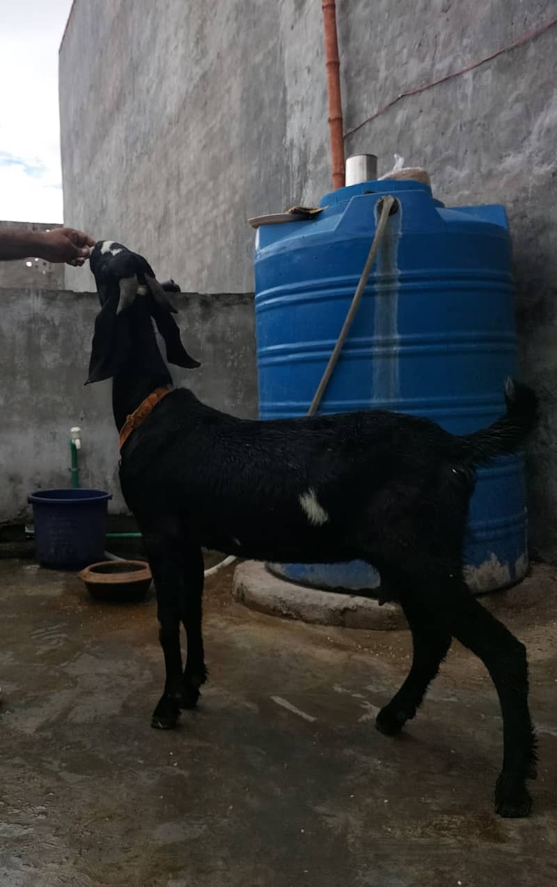 Goat / Bakri / Ghaban  / بکری / Healthy Goats / Desi / Tedi / Black 12