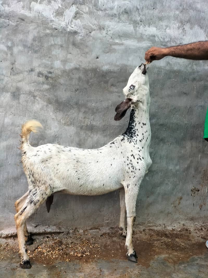 Goat / Bakri / Ghaban  / بکری / Healthy Goats / Desi / Tedi / Black 13