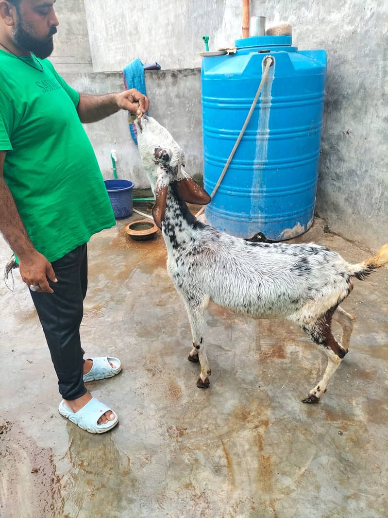 Goat / Bakri / Ghaban  / بکری / Healthy Goats / Desi / Tedi / Black 15