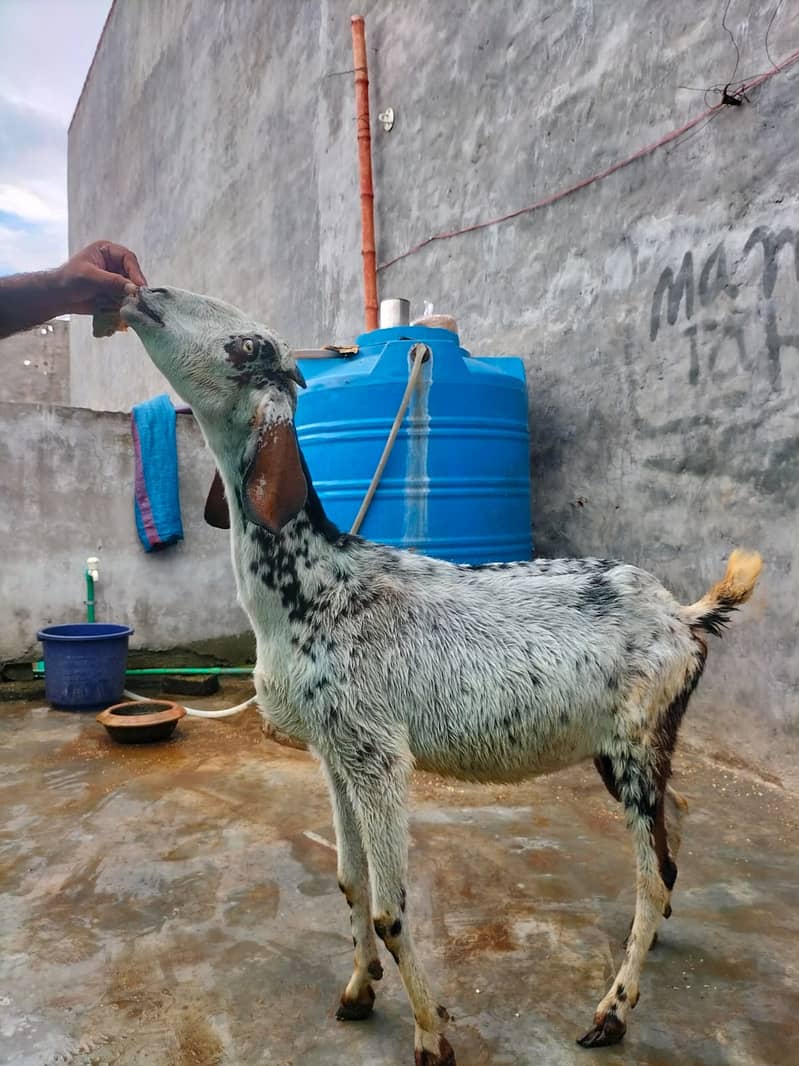 Goat / Bakri / Ghaban  / بکری / Healthy Goats / Desi / Tedi / Black 16