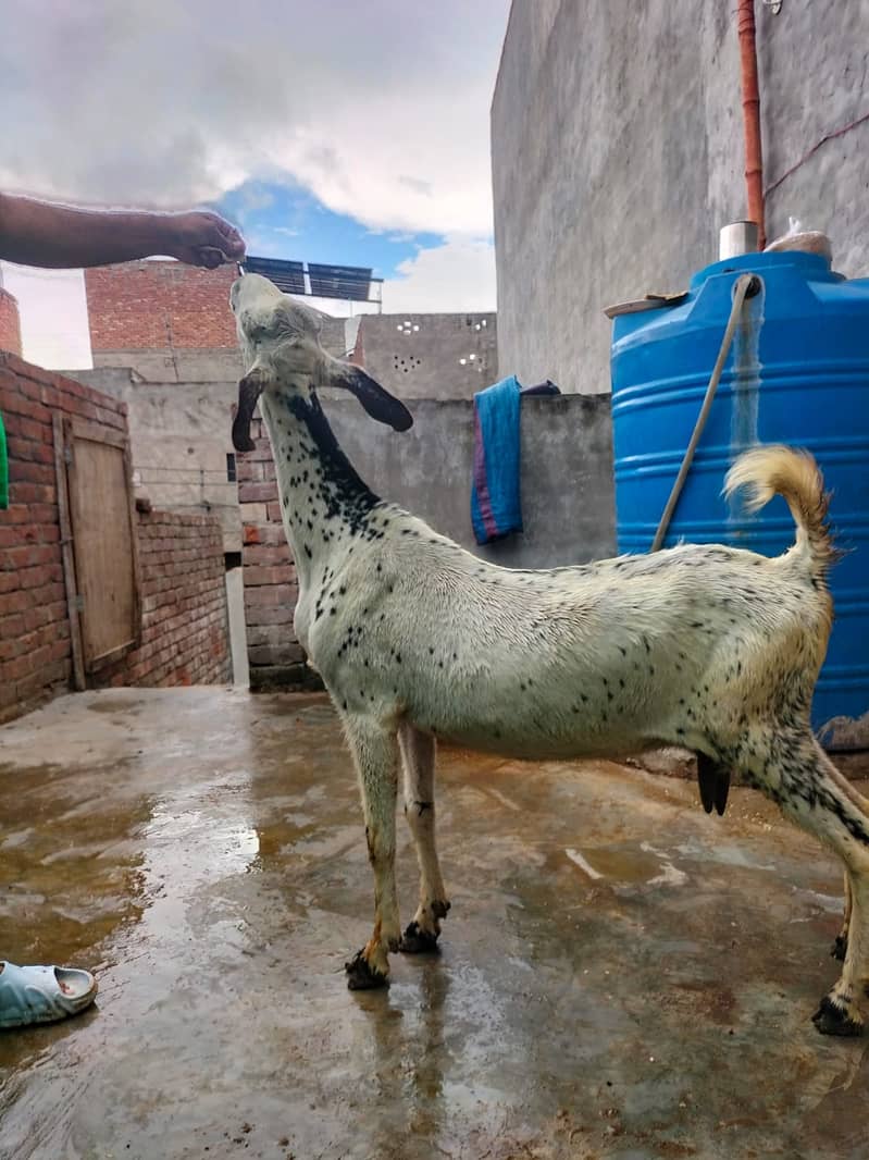 Goat / Bakri / Ghaban  / بکری / Healthy Goats / Desi / Tedi / Black 17