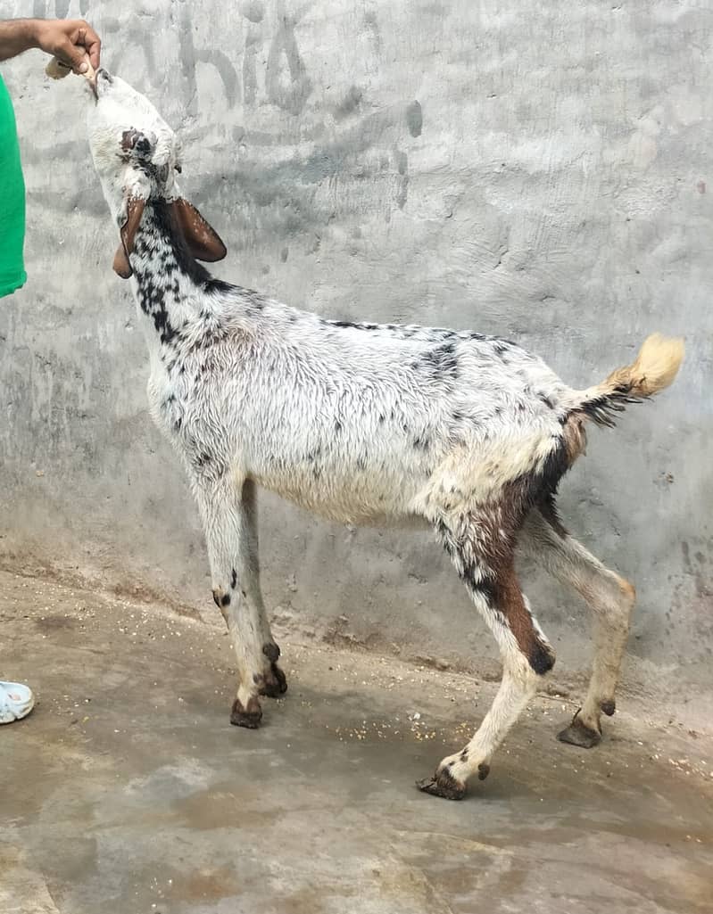 Goat / Bakri / Ghaban  / بکری / Healthy Goats / Desi / Tedi / Black 18